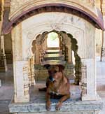 Hunde in Indien